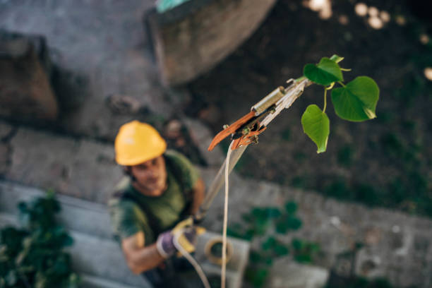 Best Hazardous Tree Removal  in Midway North, TX